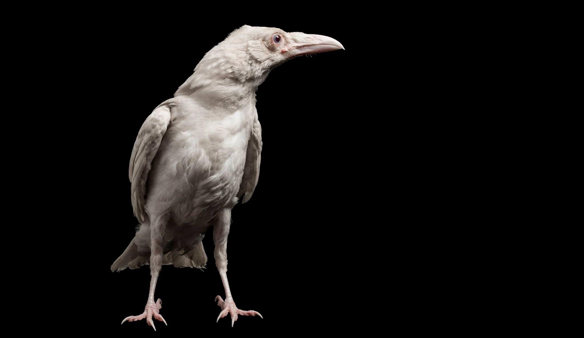 Птица объявится белая ворона. Ворона альбинос. Белая ворона альбинос. Грач альбинос. Альбинос ворона альбинос.