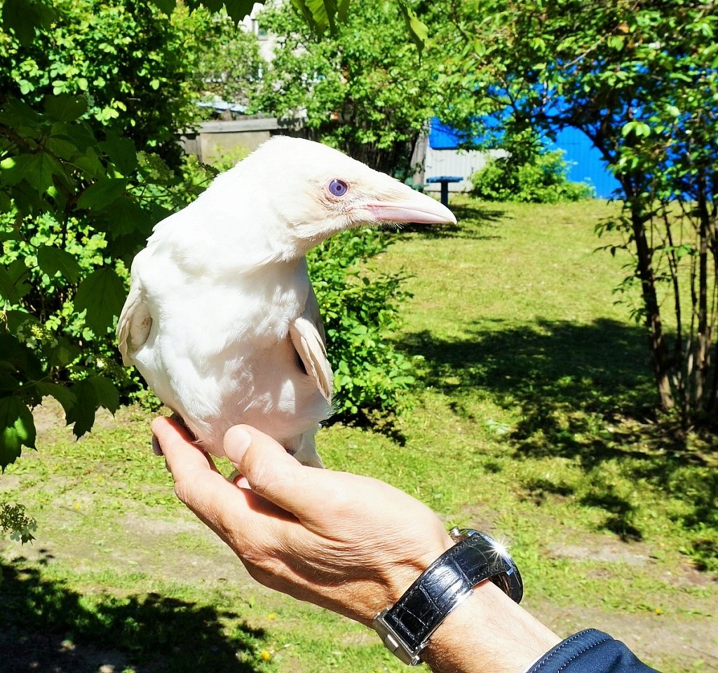 Белая ворона фото. Грач альбинос. Ворон альбинос. Белая ворона альбинос. Белый ворон.