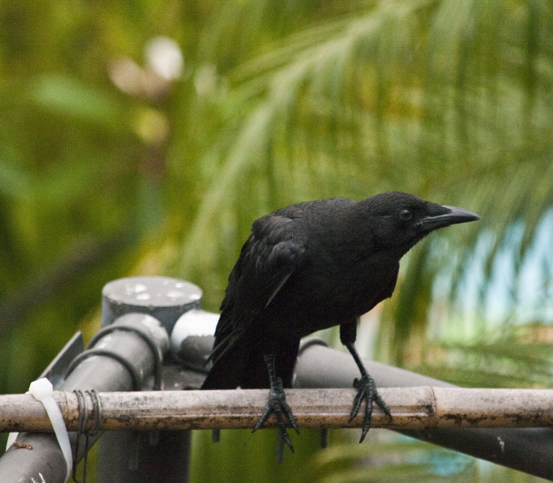 Черные птицы читать. Черная птичка на Кайо Коко. Черная птица с длинным клювом. Маленькая черная птица с длинным клювом. Черная длинная птица с длинным клювом.