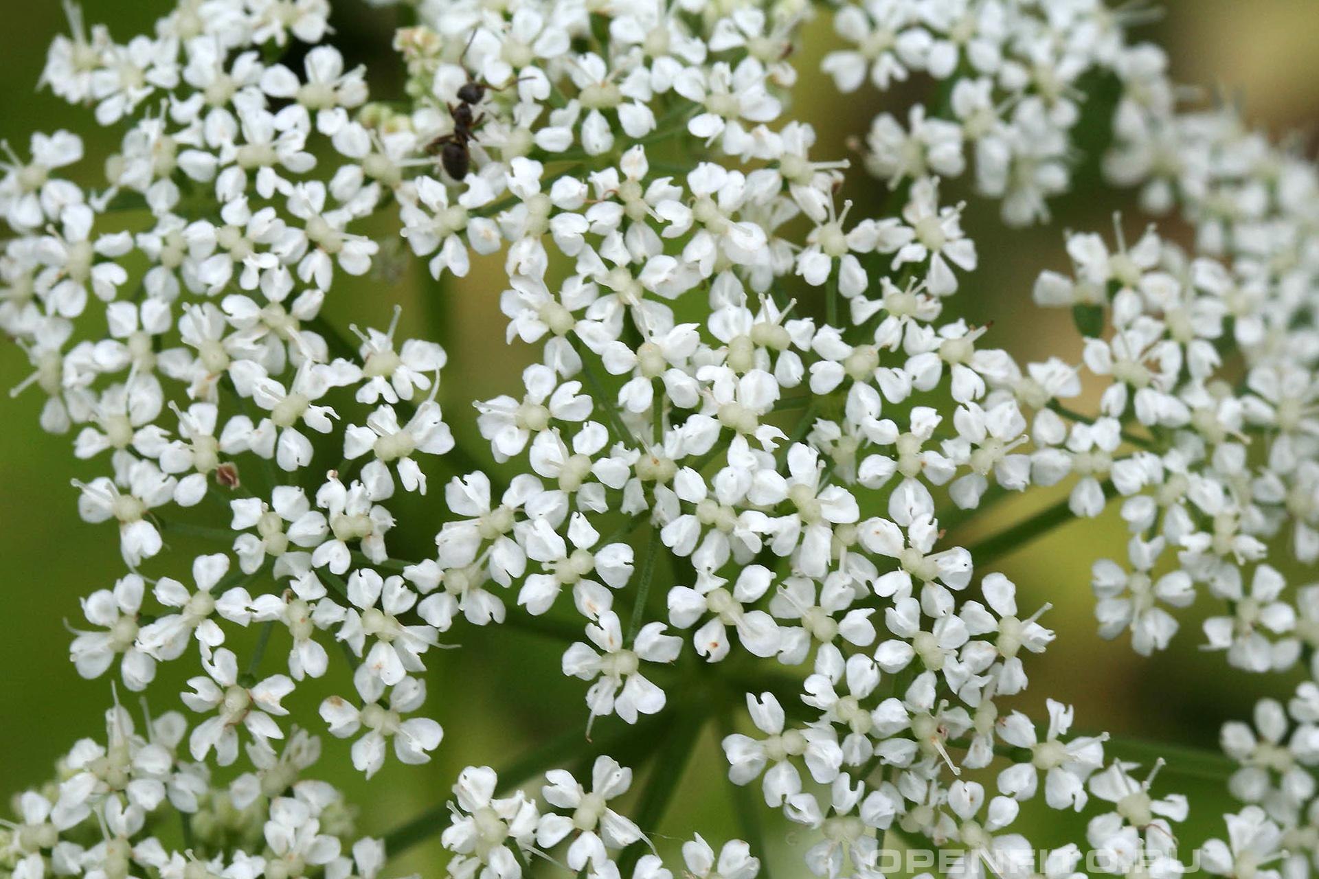 Сныть фото. Aegopodium podagraria сныть обыкнове́нная. Сныть (Aegopodium podagraria). Сныть обыкновенная (Aegopodium podagraria). Сныть обыкнове́нная (лат. Aegopódium podagrária).