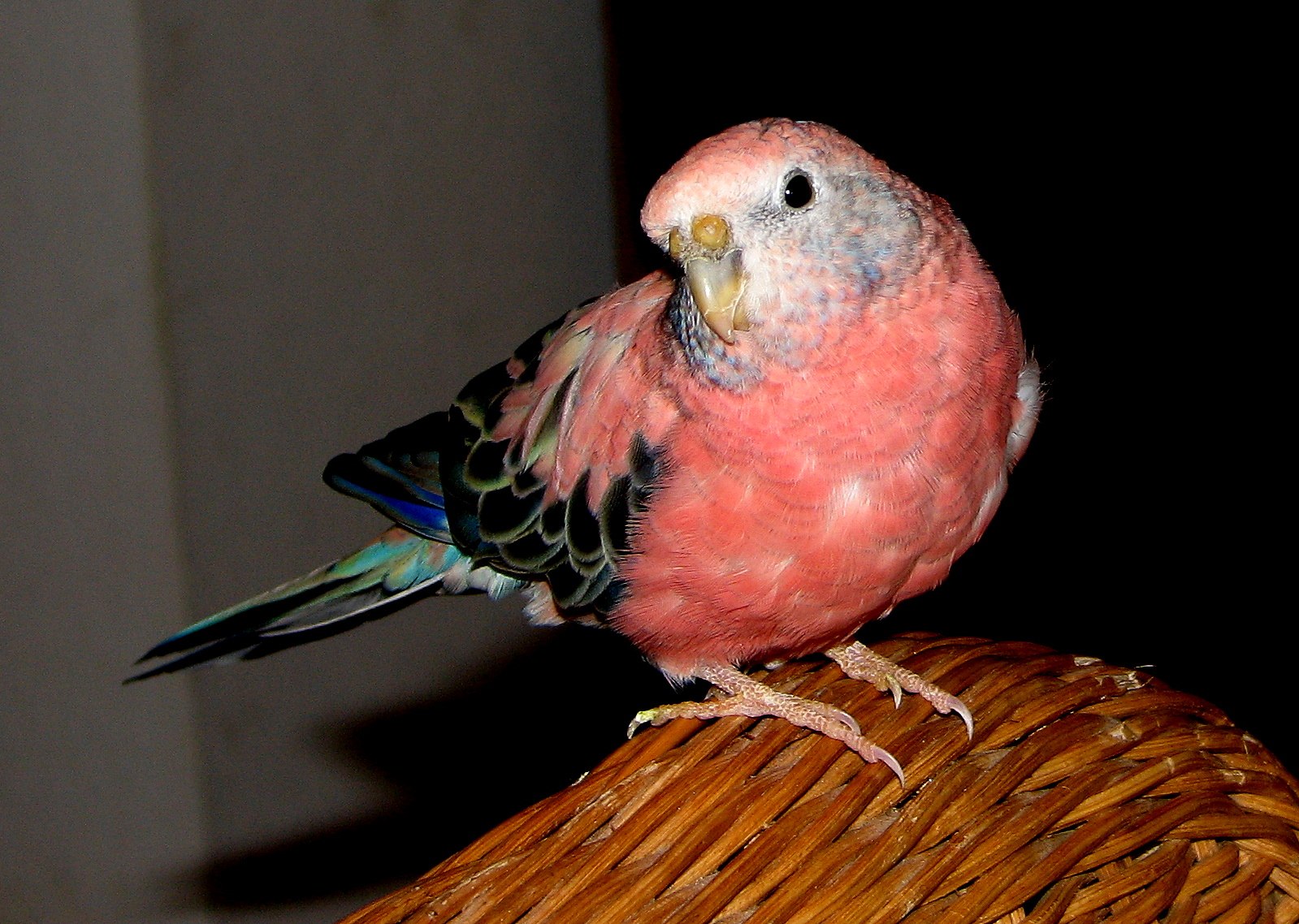 Редкие цвета волнистых попугаев - картинки и фото poknok.art