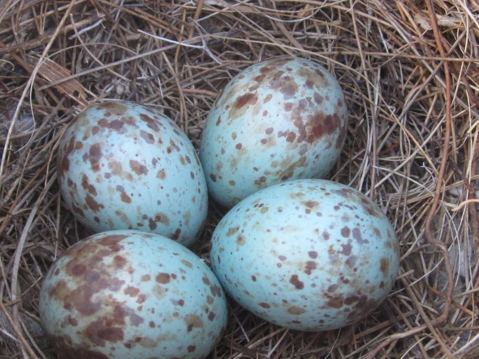 Пестрые яйца. Яйца птиц голубые в крапинку. Пятнистые птичьи яйца. Голубые яйца в крапинку. Голубые пятнистые яйца.