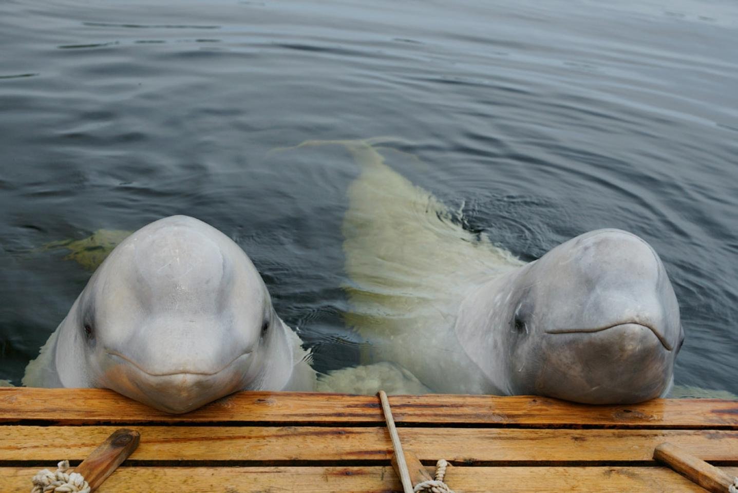 Лоб дельфина. Кит Белуха. Белый Полярный кит Белуха.