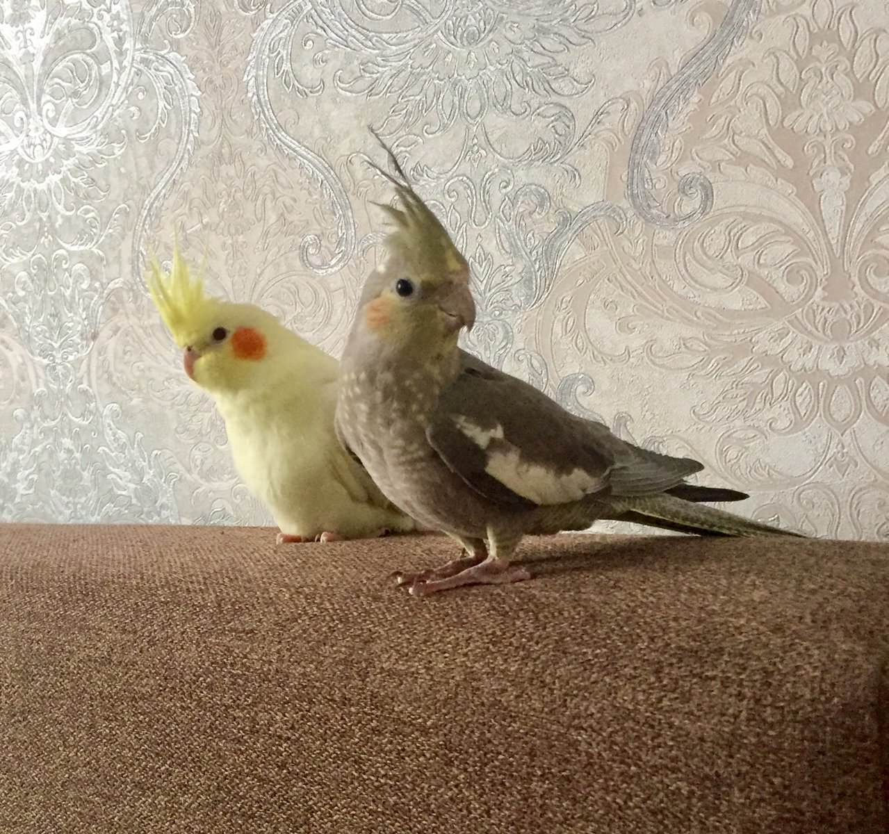 Корелла попугай мальчик или девочка. Корелла. Корелла альбинос самка. Попугай корелла самец. Попугай корелла самка и самец.