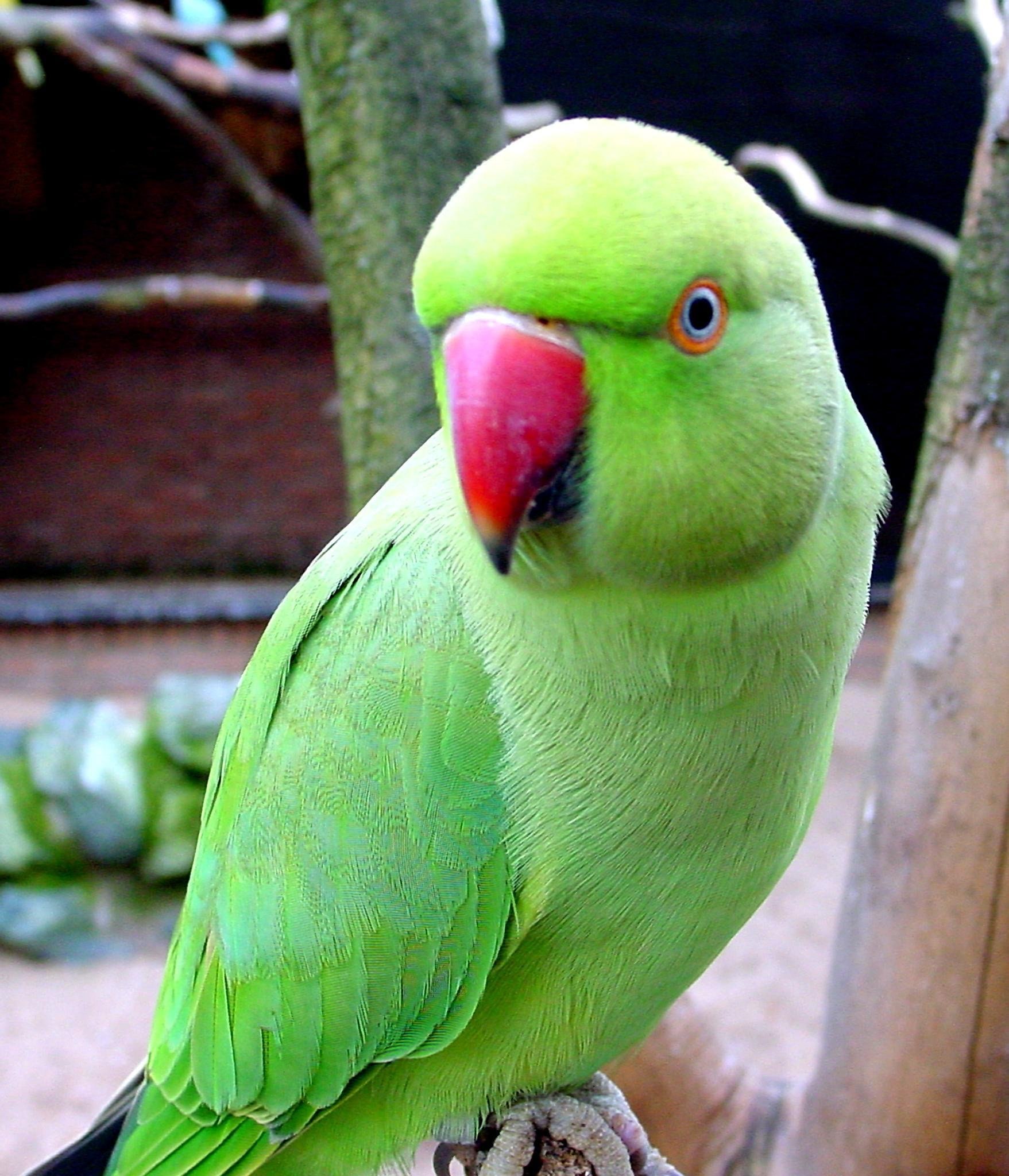 Ожереловый говорит. Ожереловый попугай зеленый. Indian ringneck попугай. Ожереловый попугай красный. Салатовый ожереловый попугай.