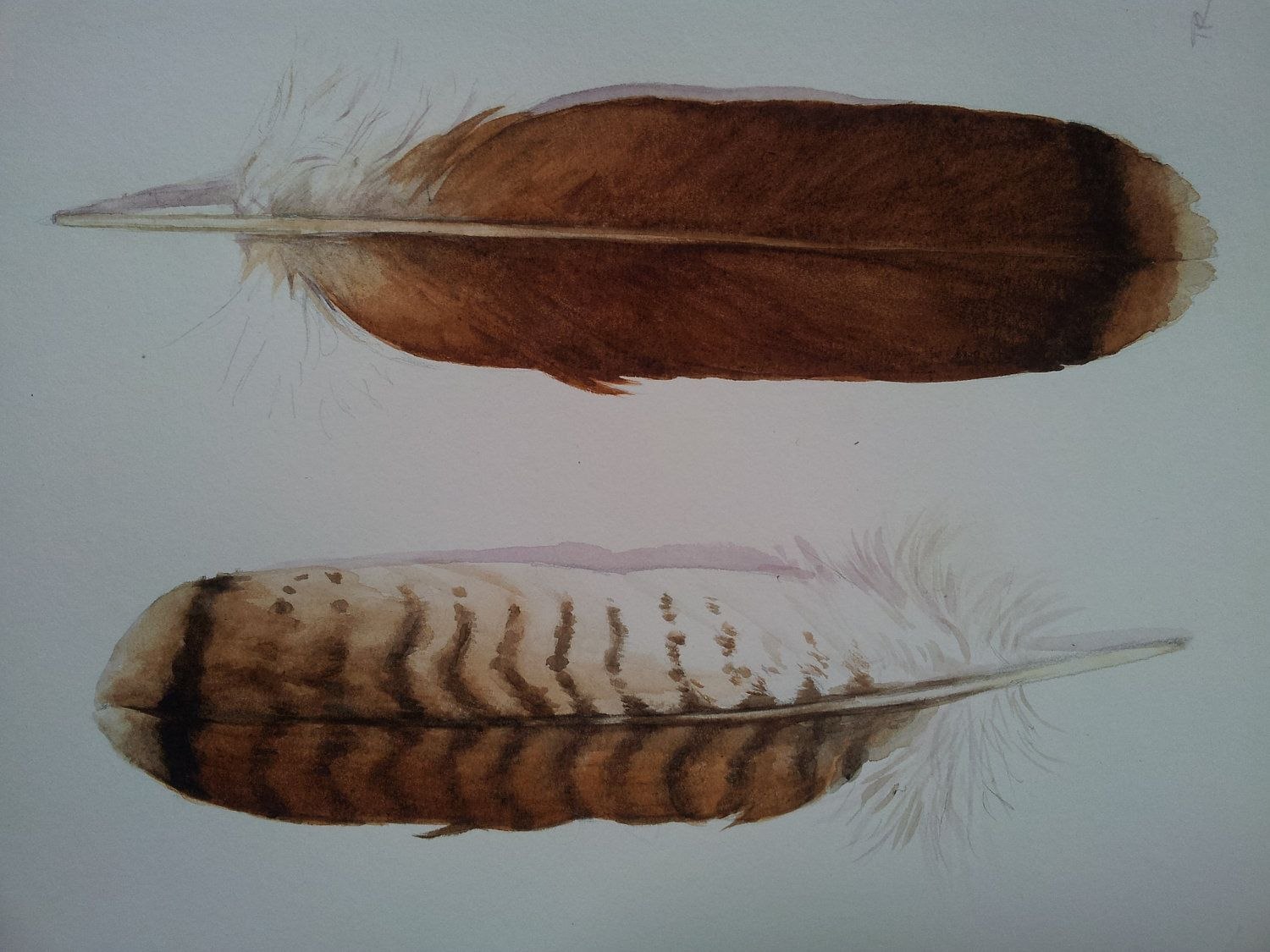 Tail feathers