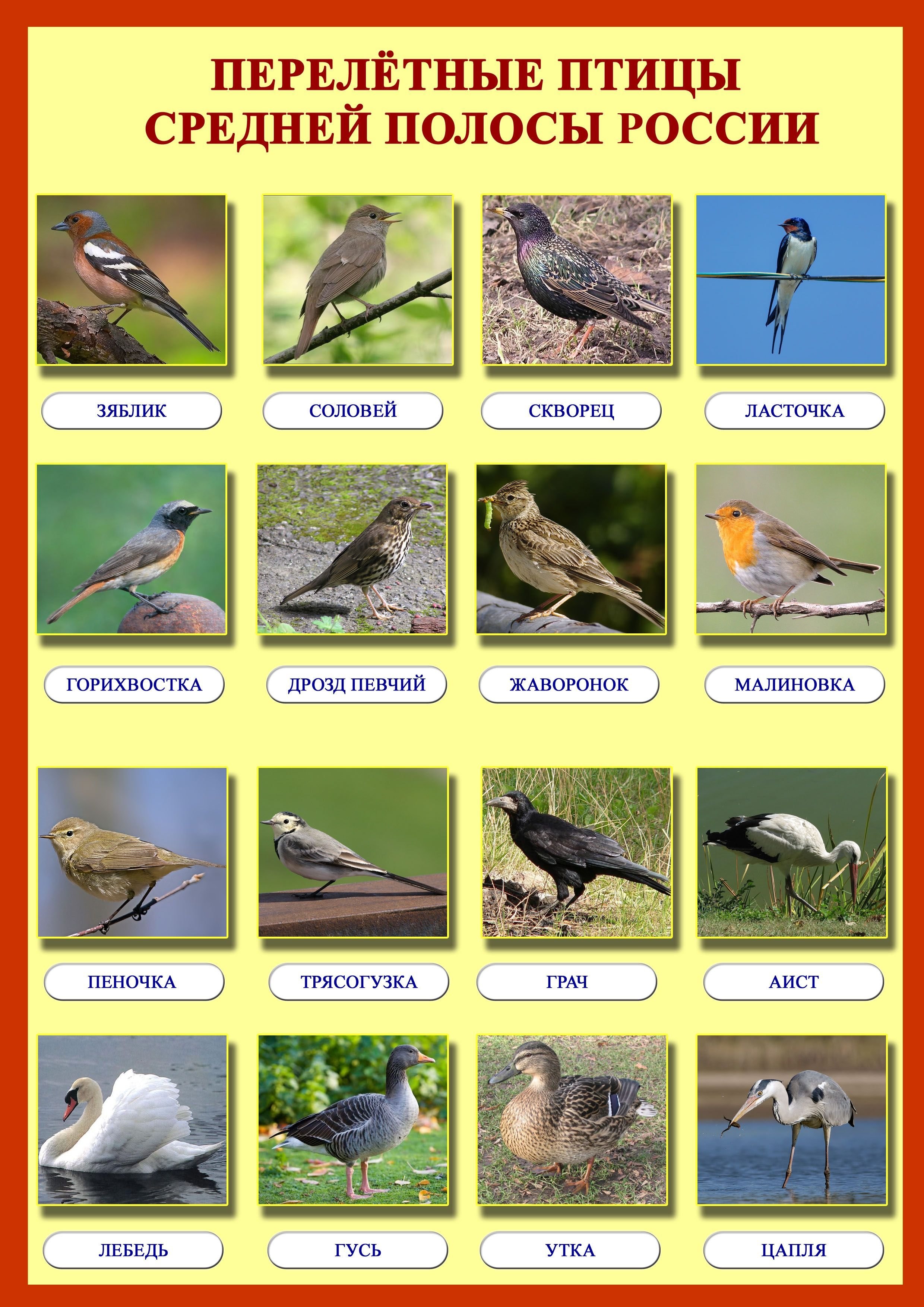 Птицы средней полосы России с названиями и фото | Каталог птиц