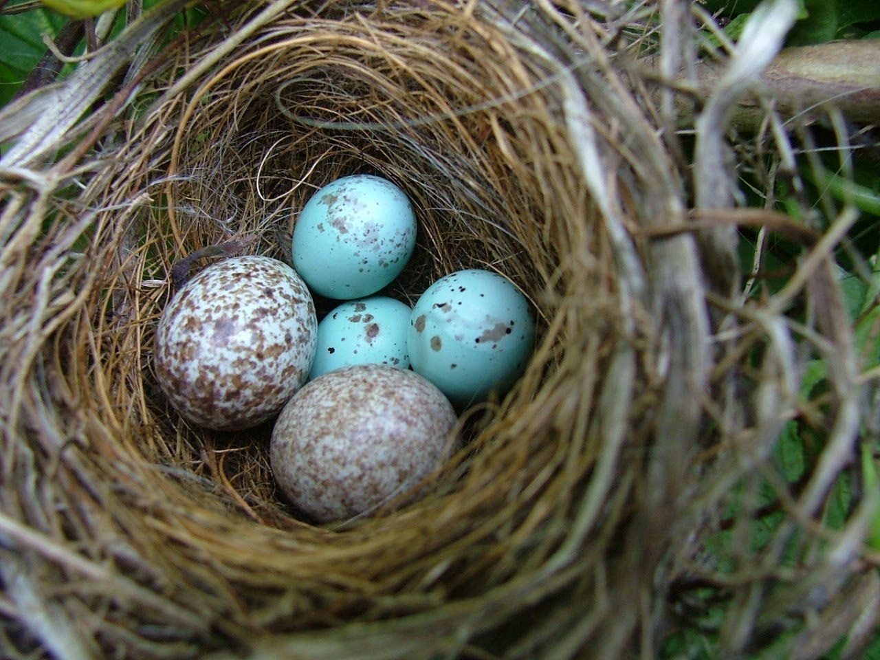 Песня птички яички. Птичьи яйца. Красивые яйца птиц. Яички в гнезде. Гнездо с яйцами.