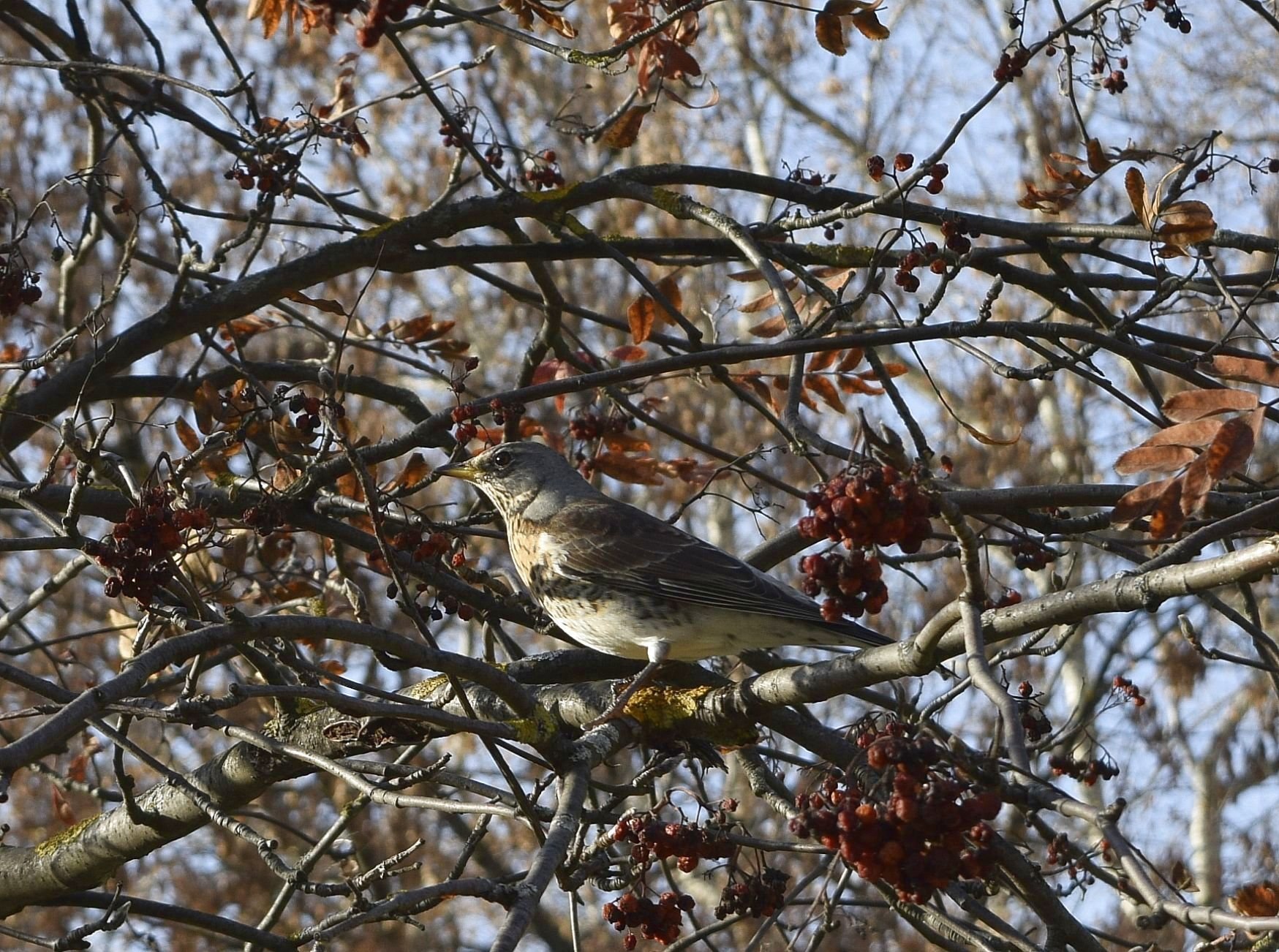 Birds of Russia and Crimea | Птицы России и Крыма's Journal