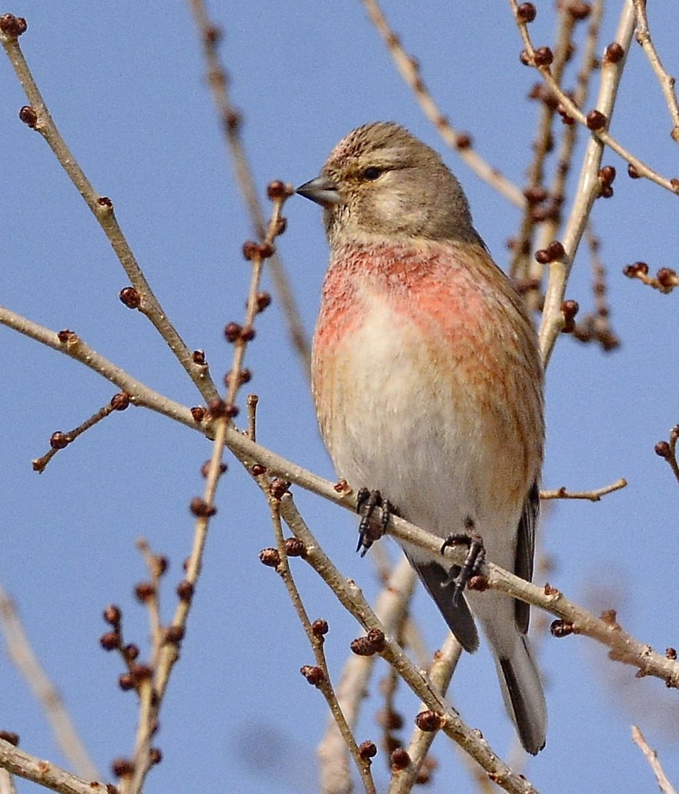 Летняя птица с красной грудкой фото и название
