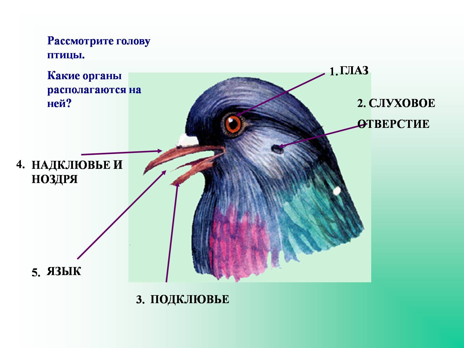 Отделы тела птиц 7 класс. Внешнее строение голубя 7 класс биология. Органы чувств птиц анатомия. Строение головы птицы. Органы расположенные на голове у птиц.