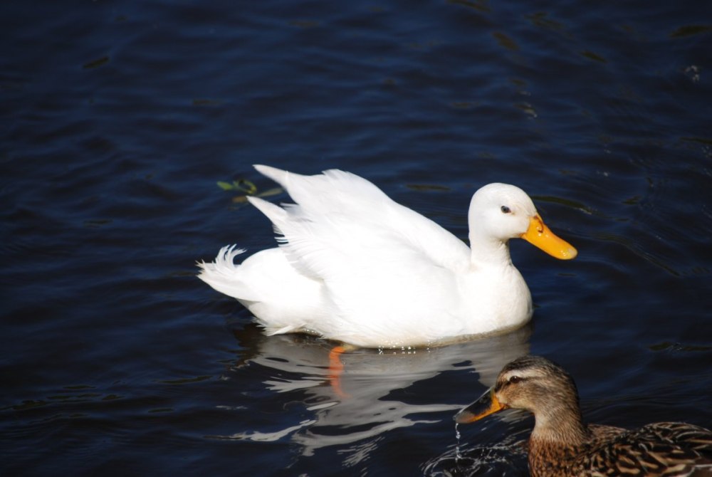 Утка кряква белая