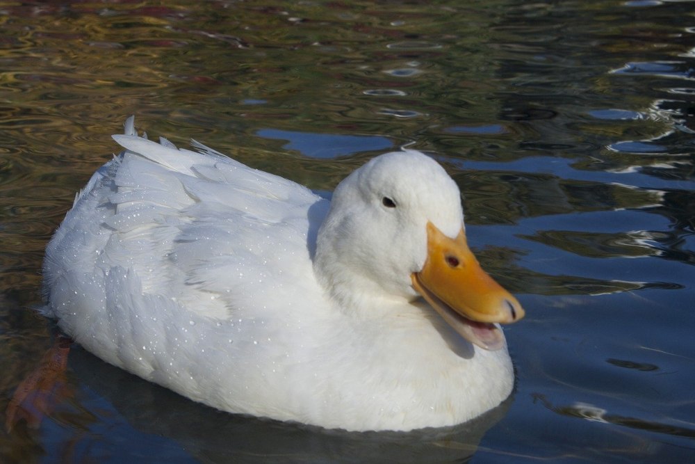 Порода уток черри Велли