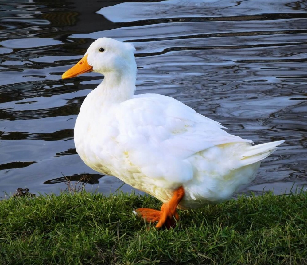 Утка и селезень белые