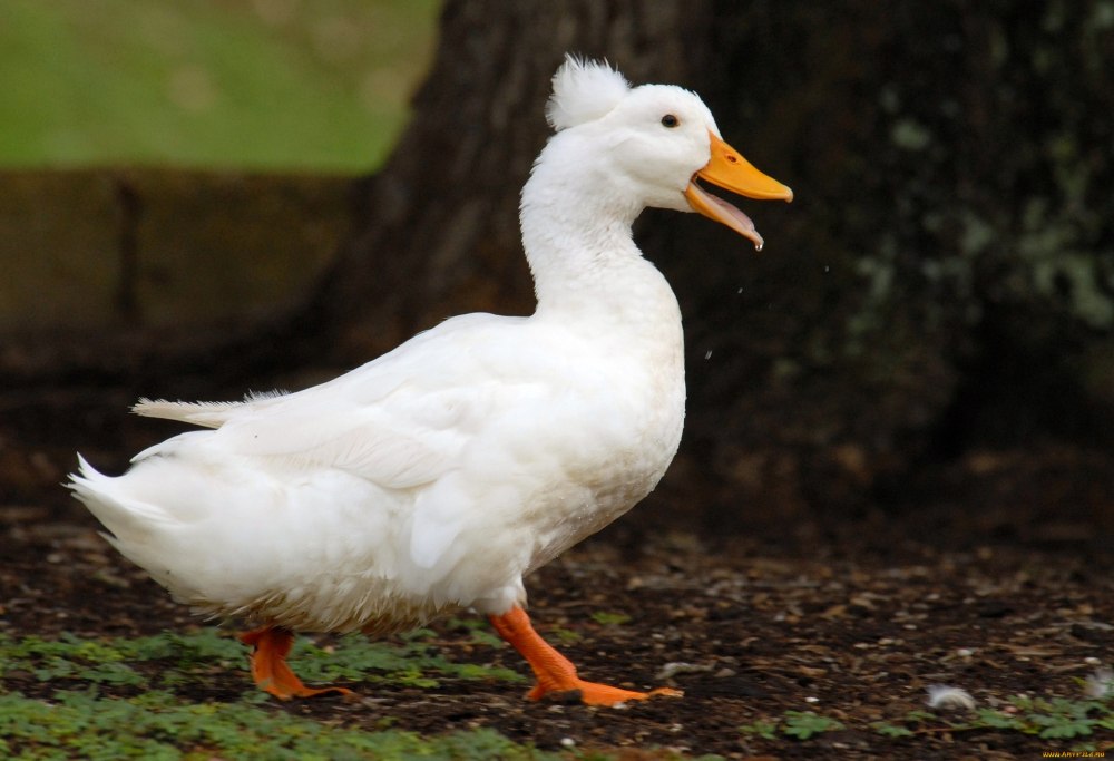 Пекинская утка с хохолком