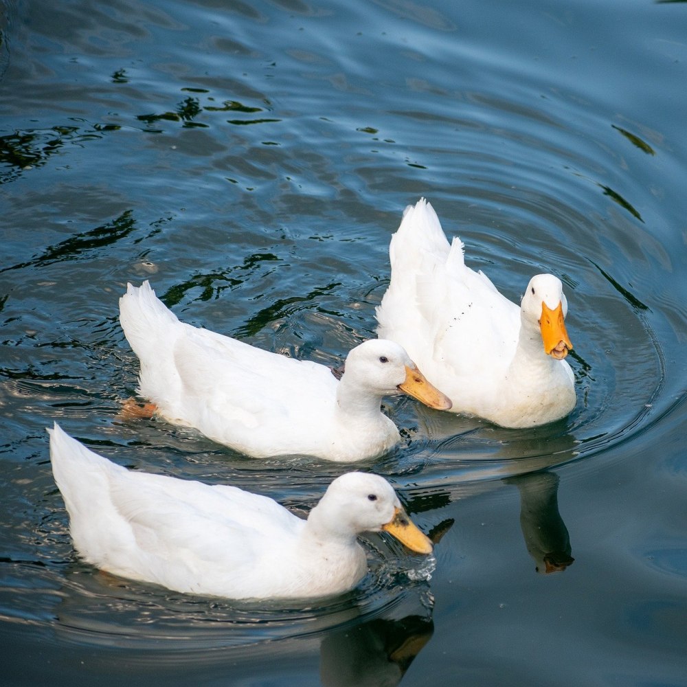 Утка-Гусь Фаворит