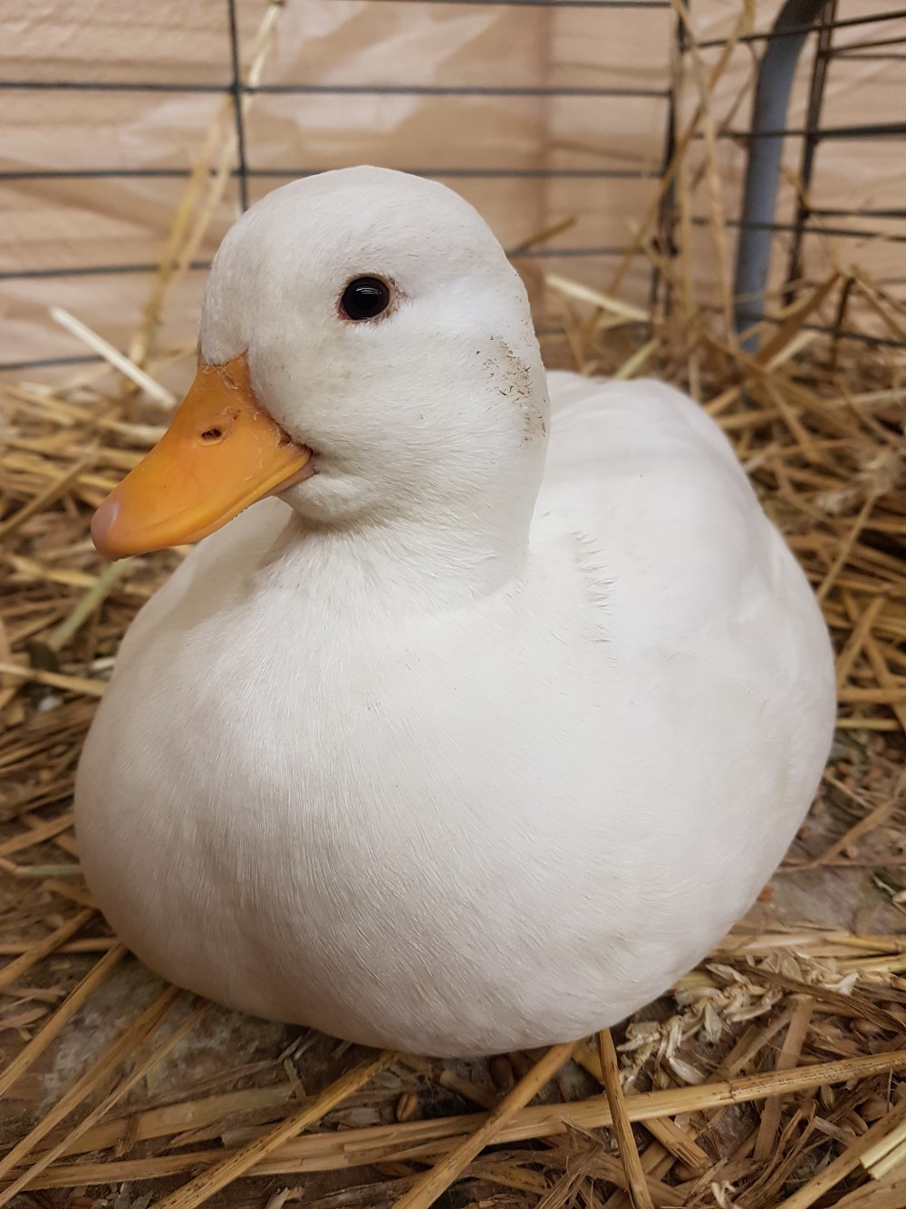 Утка породы черри Велли