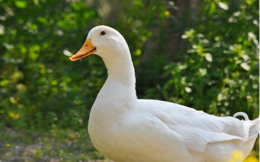 Пекинская порода уток