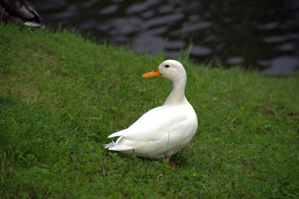 Белый селезень