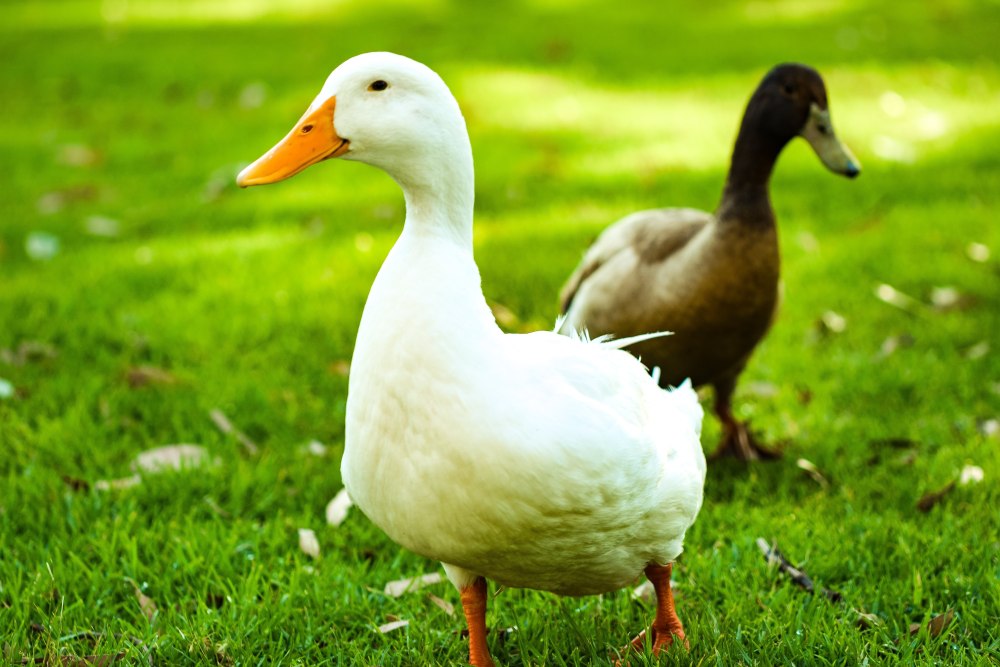 Белые московские утки