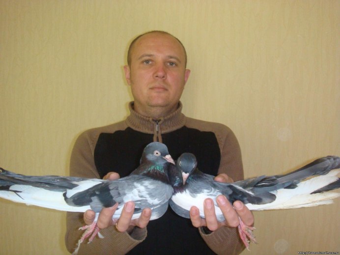Пекинский Турман голубь