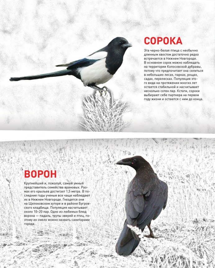 Грач, Ласточка, Воробей скворец