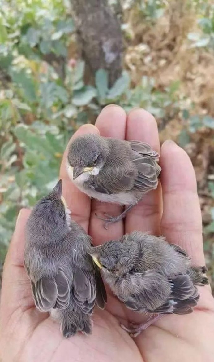 Маленькие воробьи птенцы