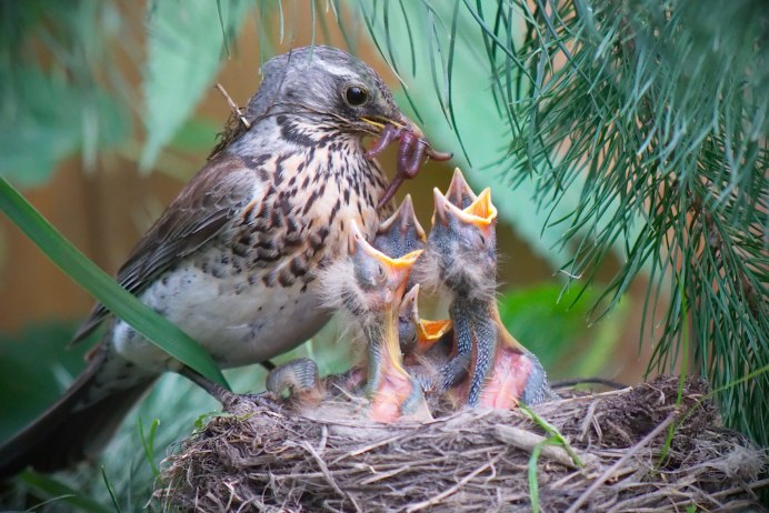 Птенец дрозда рябинника