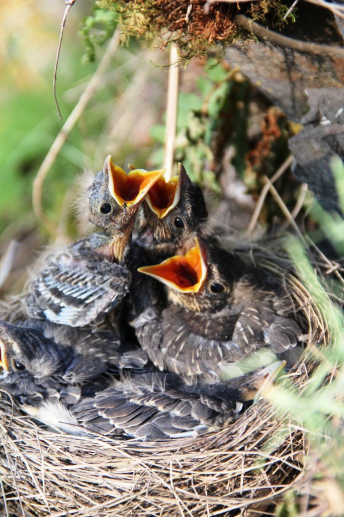 Птенец кукушки