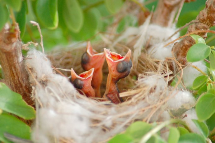 Птенцы гнездовых птиц