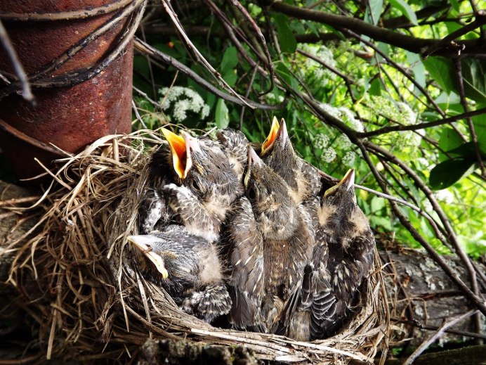 Птенцы Скворцов