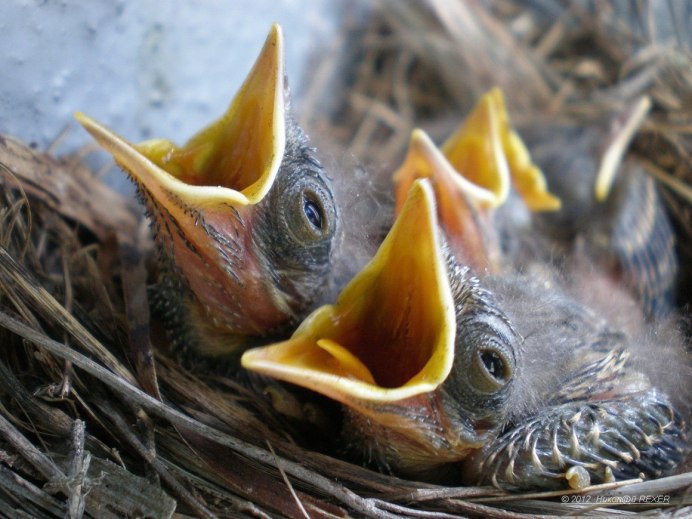Серая мухоловка птица птенец