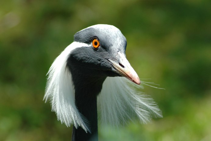 Streptopelia vinacea