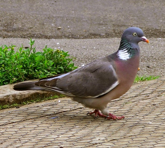 Goura cristata