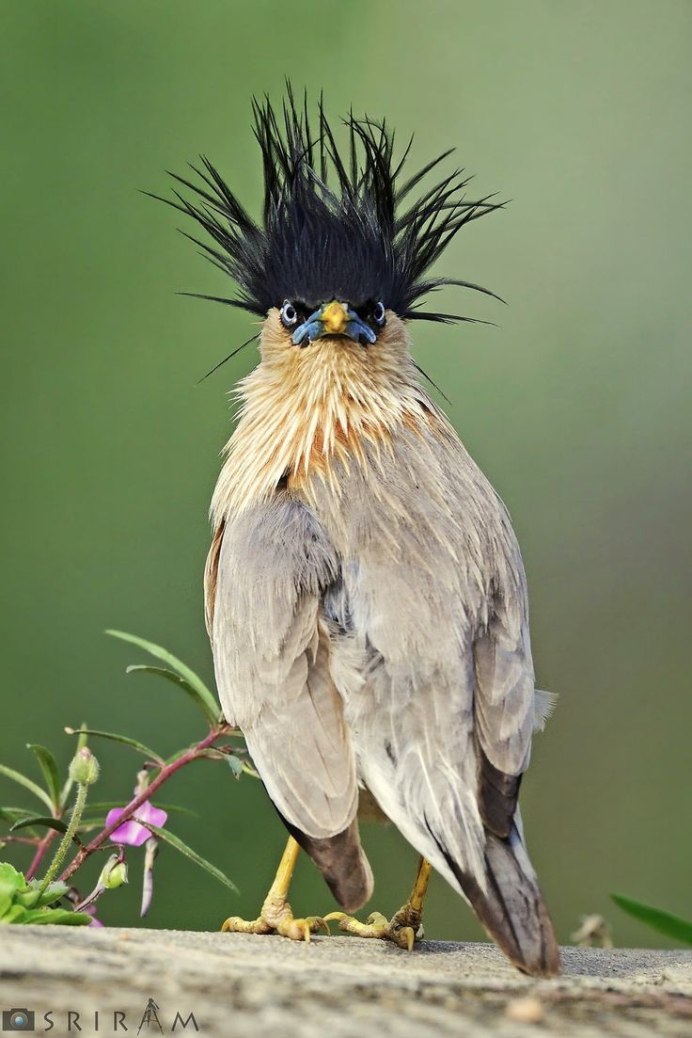 Браминский скворец (Sturnus pagodarum)