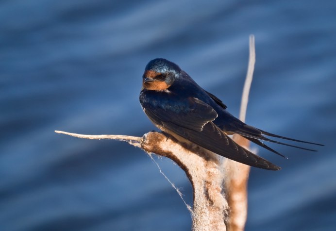 Деревенская Ласточка – Hirundo Rustica