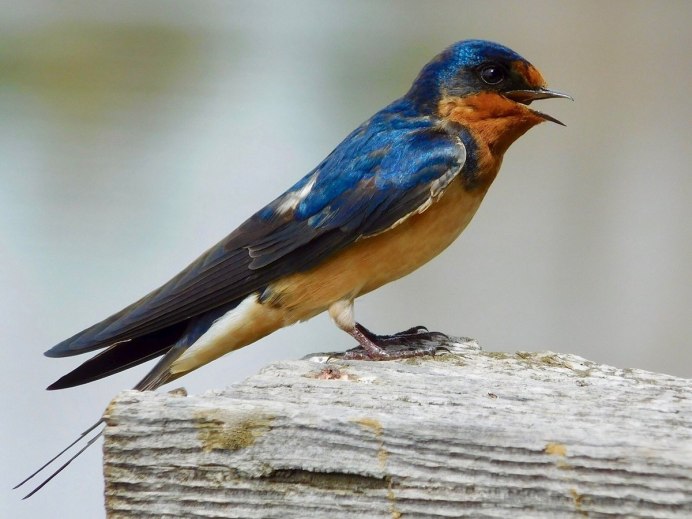 Деревенская Ласточка – Hirundo Rustica