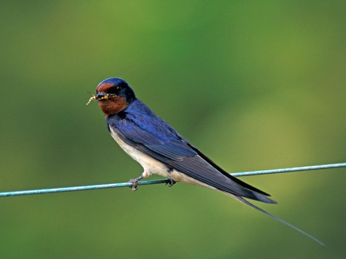 Деревенская Ласточка – Hirundo Rustica