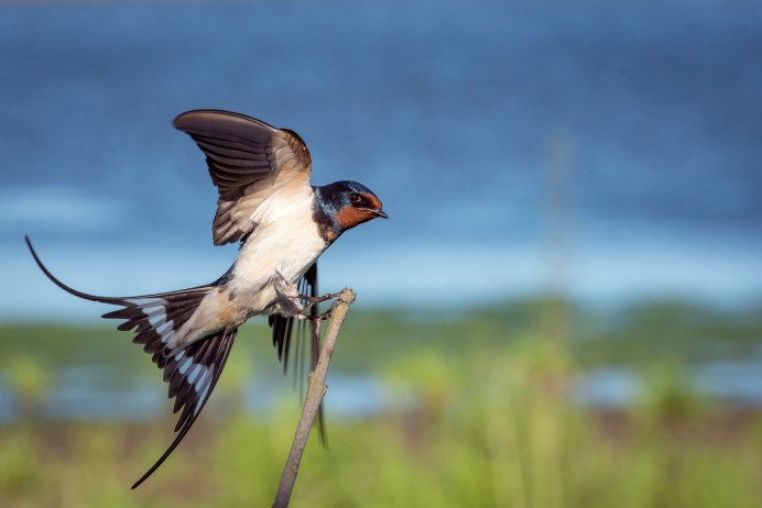 Ласточка городская (Delichon urbicum)