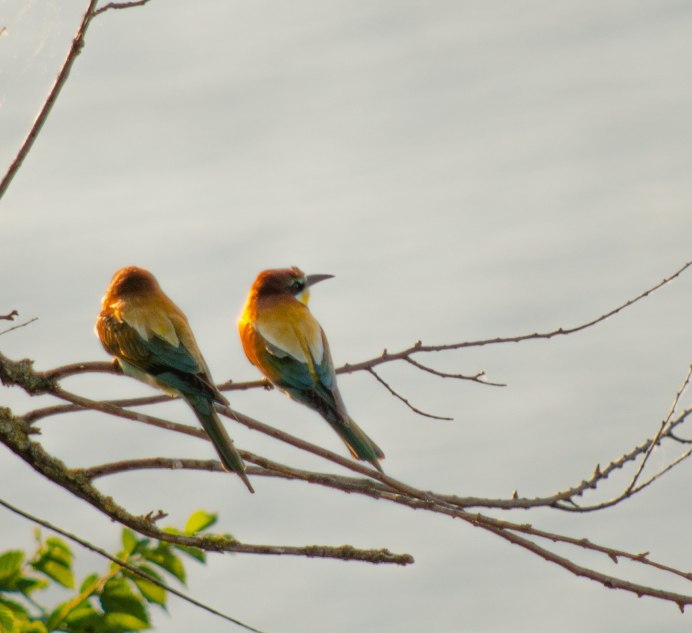 Калининград Чайки