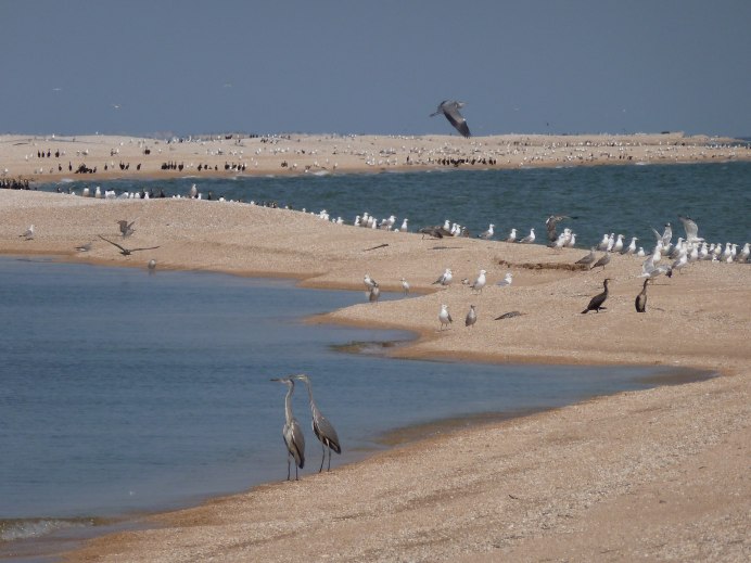 Чайка хохотунья Черноморского побережья
