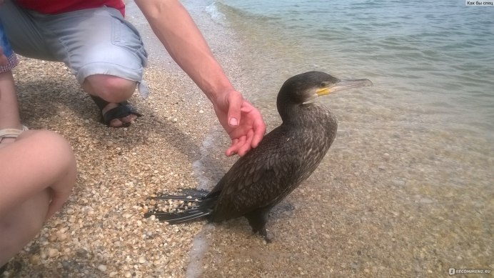 Остров Ейская коса Пеликаны