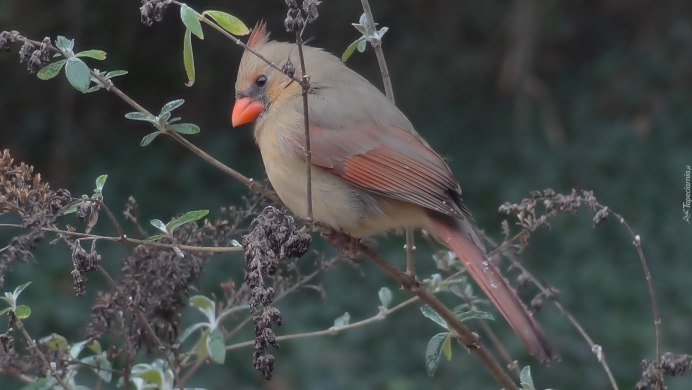 Чайка на Азовском море