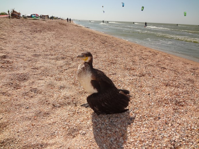 Ейск остров Ейская коса