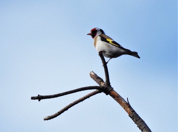 Море, Чайки