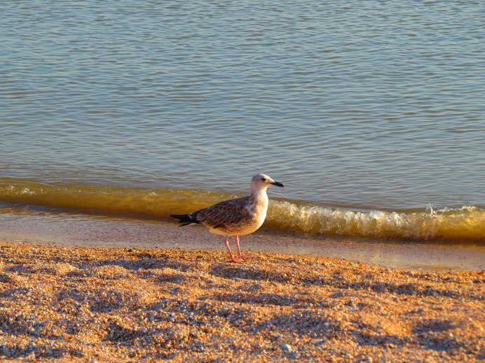 Чайкурук Казахстан