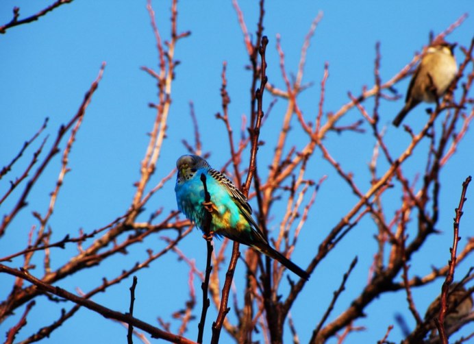 Птицы Геленджика