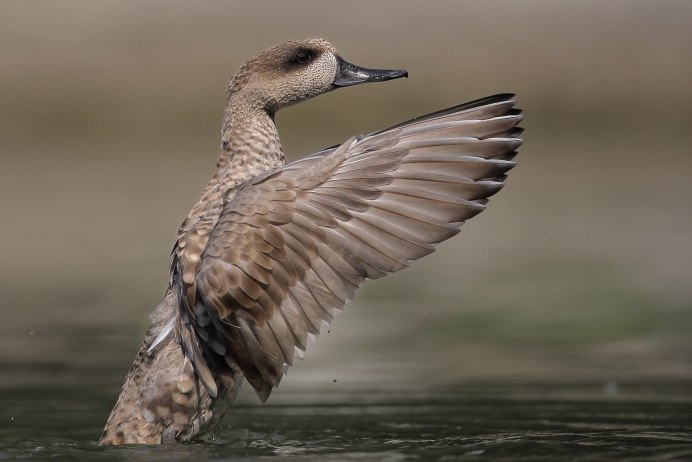 Птичий остров Ейск