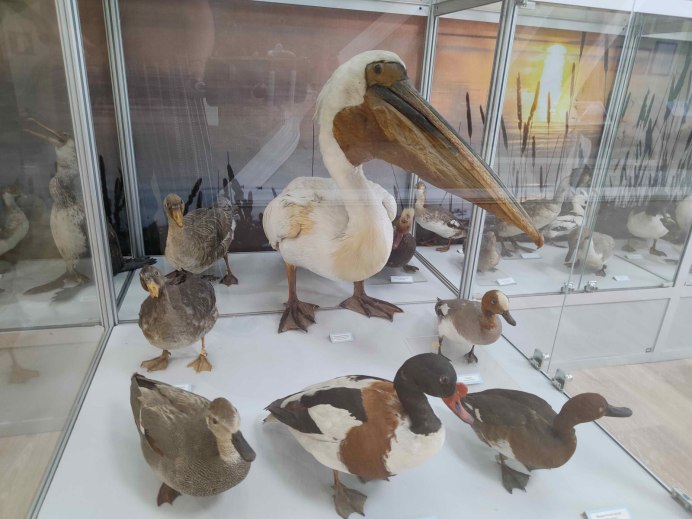 Должанская Таганрогский залив