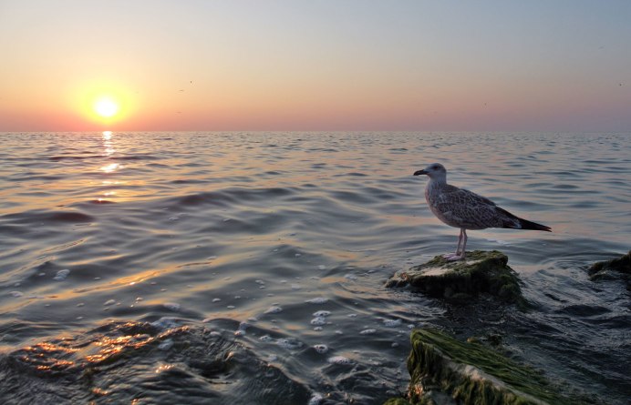 Чайки и Пеликаны
